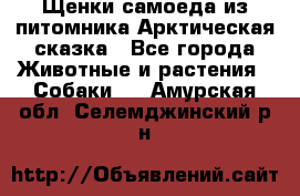 Щенки самоеда из питомника Арктическая сказка - Все города Животные и растения » Собаки   . Амурская обл.,Селемджинский р-н